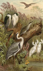 Garceta de día y noche